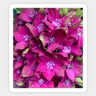 Wild Magenta Hydrangea Sticker